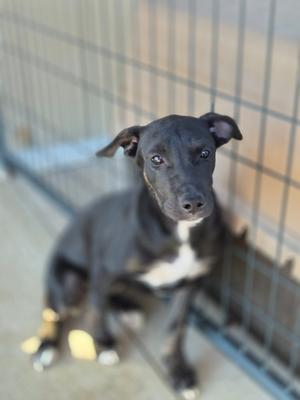 a black dog with a white patch on its chest sitting in a cage