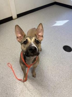 A brown and black dog with large ears is standing on a gray floor, wearing a red leash. The dog is looking up at the camera with a curious expression. The background includes a white wall and a black circular object on the floor.
