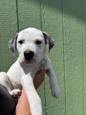 A white puppy with black spots on its ears and face is being held by a person against a green wooden background.