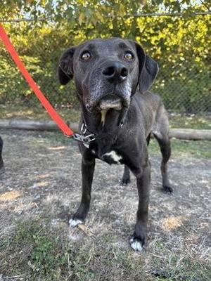 Missy, Black Labrador Retriever, adult, available for adoption