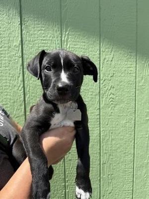 Mars, Mixed Breed, puppy, available for adoption