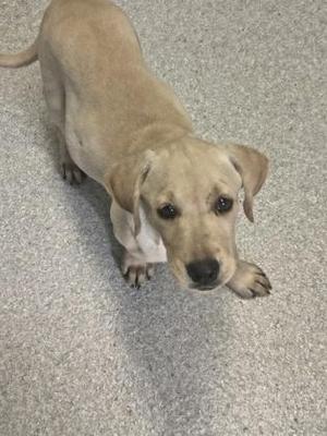 a light-colored puppy standing on a carpeted floor
