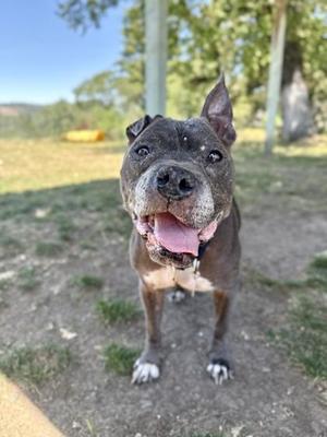 A gray pit bull dog with its tongue hanging out, looking at the camera in an outdoor area.