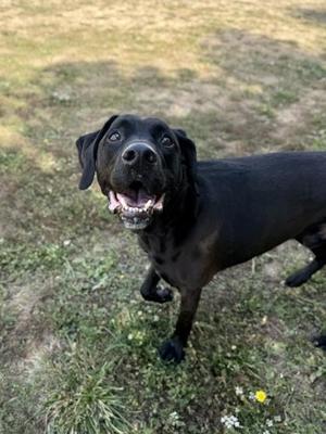 Hayden, Black Labrador Retriever, senior, available for adoption