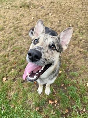 A close-up, high-angle shot of a gray and black speckled dog with its tongue sticking out, looking up at the camera while standing on grass.