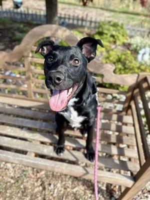 Batty, Mixed Breed, young, available for adoption
