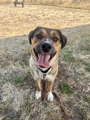 A happy dog with a brown and black coat, standing on a grassy field with its tongue out, wearing a collar and leash.