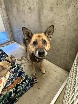 Lucy, German Shepherd Dog, senior, available for adoption