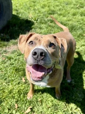 Spartacus, Mixed Breed, adult, available for adoption