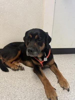 Candy Corn, Rottweiler, adult, available for adoption
