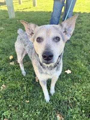 A dog standing on grass, looking directly at the camera with its ears perked up. The dog has a light-colored coat with darker patches and is wearing a collar. A person's legs are visible in the background.
