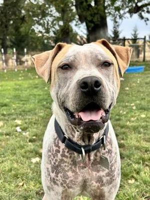 Kahlua, Mixed Breed, adult, available for adoption