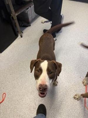 Jerry, Mixed Breed, adult, available for adoption