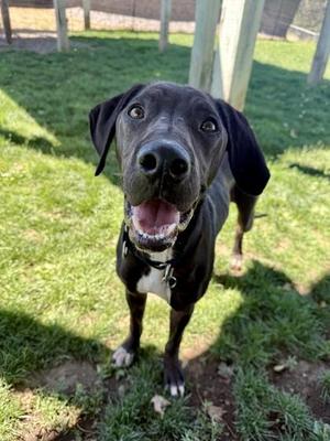 Mocha, Mixed Breed, adult, available for adoption