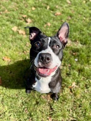 Narnia, Pit Bull Terrier, adult, available for adoption