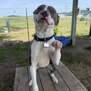 Odie, Mixed Breed, adult, available for adoption