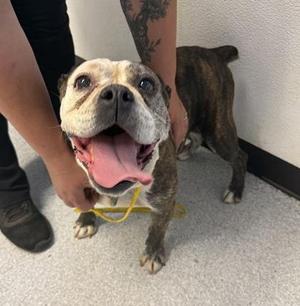 Grits, English Bulldog, adult, available for adoption