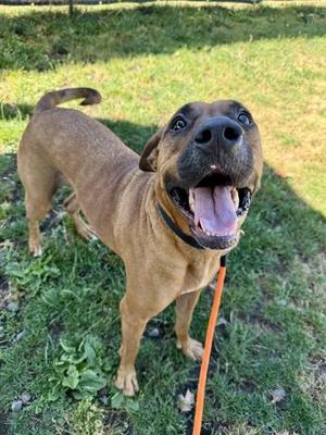 Monster, Mixed Breed, adult, available for adoption