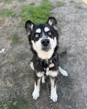 A black and white dog with blue eyes sitting on the ground
