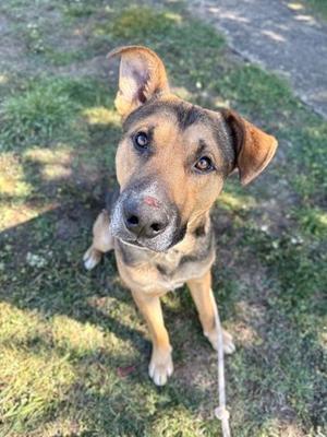 A brown and black dog with perked ears looking up at the camera, standing on grass.