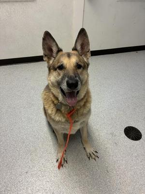 Gary, German Shepherd Dog, adult, available for adoption