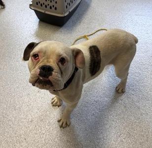 Anchovy, English Bulldog, adult, available for adoption