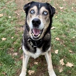 Kodiak, Mixed Breed, senior, available for adoption