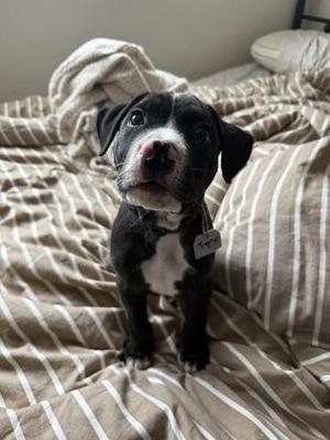 Jupiter, Mixed Breed, puppy, available for adoption