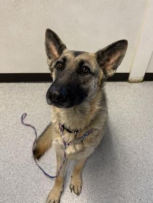 Maple, German Shepherd Dog, adult, available for adoption