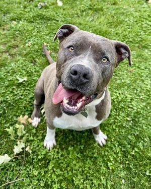 Adonis, American Staffordshire Terrier, adult, available for adoption