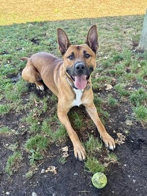 A brown dog with large ears lies on grass with its tongue out, looking at the camera. A yellow tennis ball is on the ground nearby.