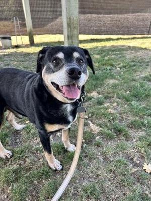 Newt, Mixed Breed, adult, available for adoption
