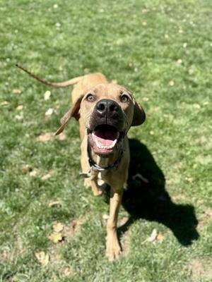 Cappuccino, Mixed Breed, adult, available for adoption