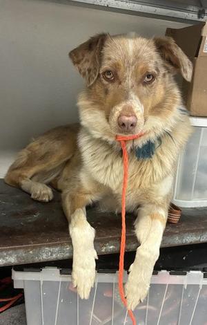 Nana, Mixed Breed, adult, available for adoption