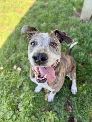 A happy brindle-colored dog looking up at the camera with its tongue hanging out while standing on green grass.
