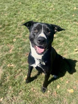 Nyx, Mixed Breed, adult, available for adoption