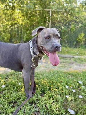 Jessica, Mixed Breed, adult, available for adoption