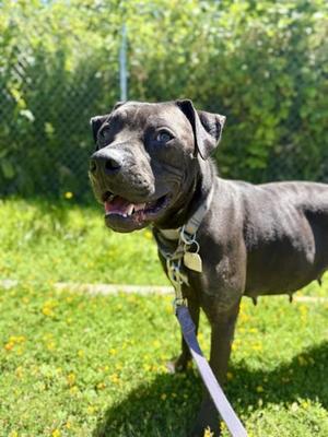 Espresso, Mixed Breed, adult, available for adoption