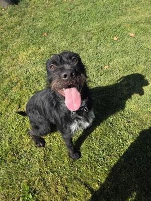 Porkchop, Mixed Breed, adult, available for adoption