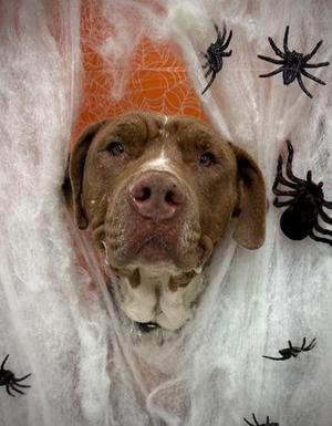 Tobias, Mixed Breed, adult, available for adoption