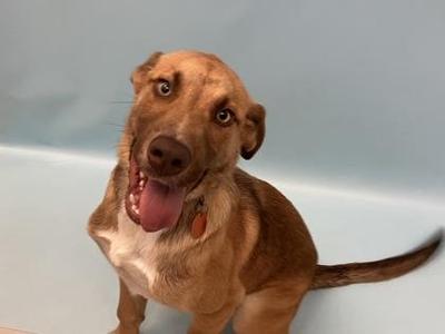 a brown dog with a white chest and a red collar, sitting and looking up with its mouth open