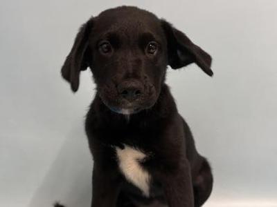 Apple Crisp, Labrador Retriever / Mixed Breed, puppy, available for adoption