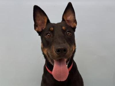 A black and brown dog with a red collar, panting with its tongue out, against a plain background.