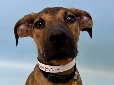 Moss, Hound / Mixed Breed, puppy, available for adoption