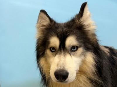 Bruce Wayne, Siberian Husky / Mixed Breed, adult, available for adoption