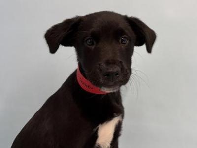Apple Fritter, Labrador Retriever / Mixed Breed, puppy, available for adoption