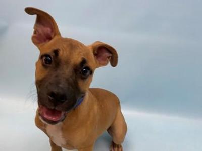 Bundt Cake, Black Mouth Cur / Mixed Breed, puppy, available for adoption