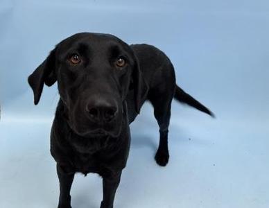 Morticia, Mixed Breed, adult, available for adoption