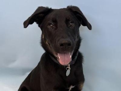 Buddy, German Shepherd Dog / Mixed Breed, young, available for adoption