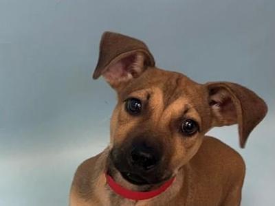 Carriage, Labrador Retriever / Mixed Breed, puppy, available for adoption